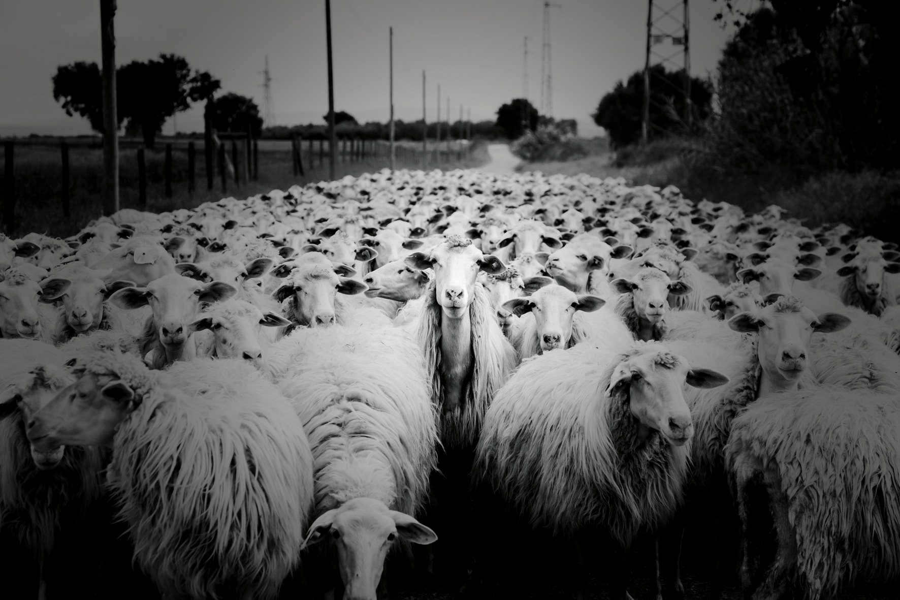 Regroup.agency - sheeps